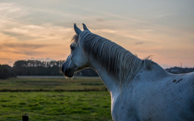 A healthier senior horse