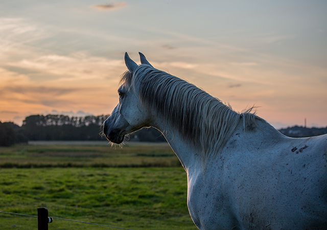 A healthier senior horse