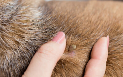 Biliary in dogs