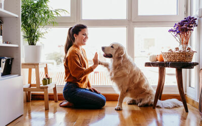 Boredom busters for you and your dog
