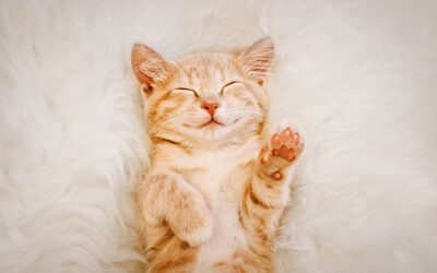 Caring for a cat with Feline Leukaemia Virus (FeLV)