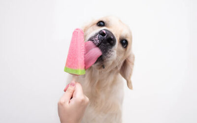 Cool summer treats for dogs