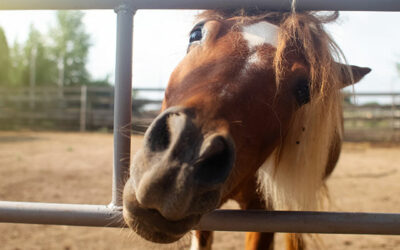 Delicious treats for your horse