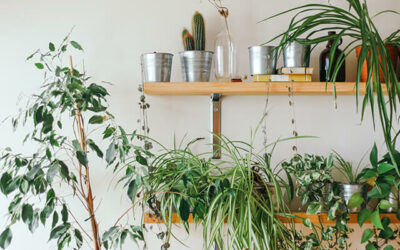 Fool proof house plants and tips for a vibrant home