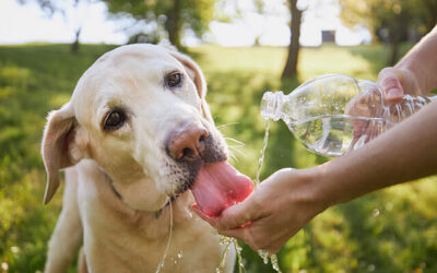 How to protect your pet from the summer heat