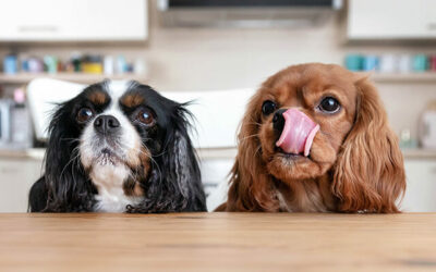 Human foods your dog can and can’t eat