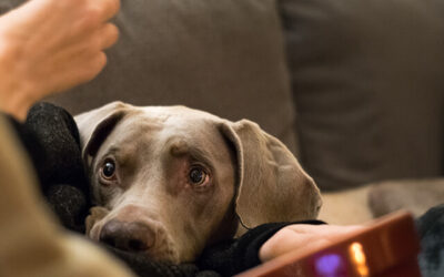 Is your pet overweight?