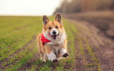 Looking after your pet’s immune system