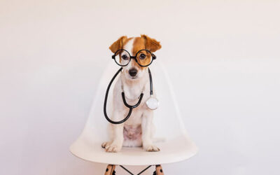 Must-haves for a pet first aid kit
