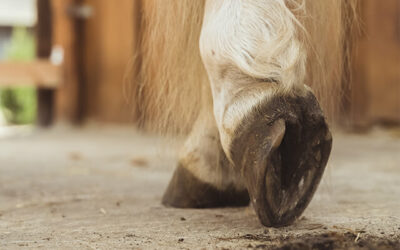 Preventing horse hoof abscesses