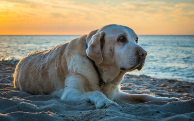 Providing the best care for senior pets