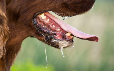Rabies in South Africa