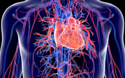 The circulatory system and its potential problems