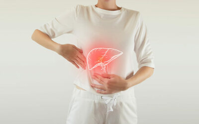 The liver