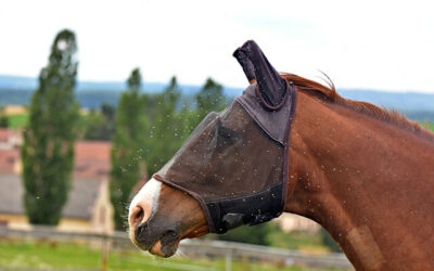 Tips to help prevent African horse sickness