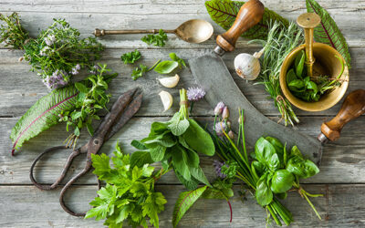 Top 5 kitchen herbs: A beginner’s guide