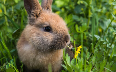 What should domestic rabbits eat?