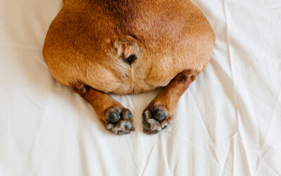 What’s up with my dog’s flatulence? Is it normal?