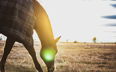 Winter care tips for horses