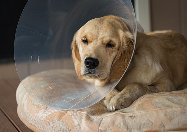 What should I do after the spay or neuter operation