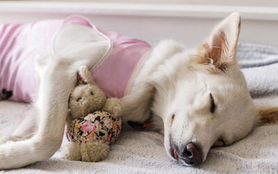 What you need to know about spaying or neutering your pet