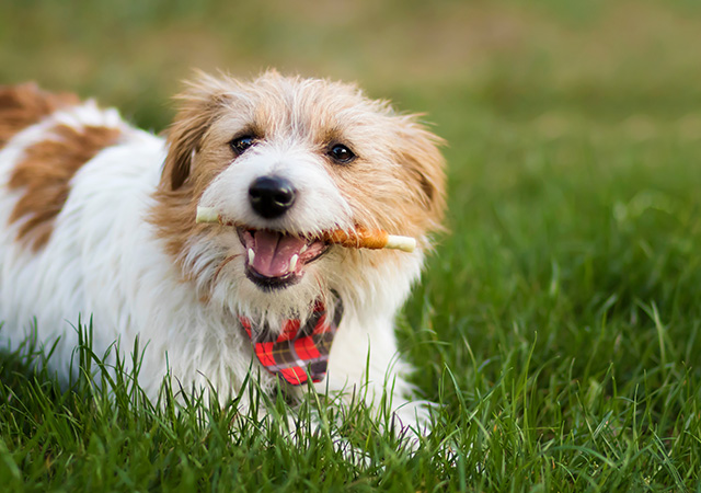 Dog with healthy teeth plays fetch