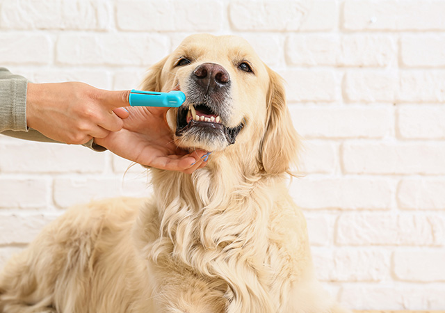 Pet owner lovingly cleans dog’s teeth with finger toothbrush