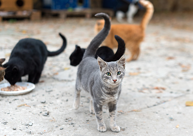 Feline Leukaemia Virus (FeLV) transmission