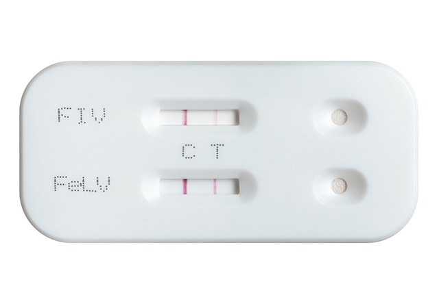How is Feline Leukaemia Virus (FeLV) diagnosed