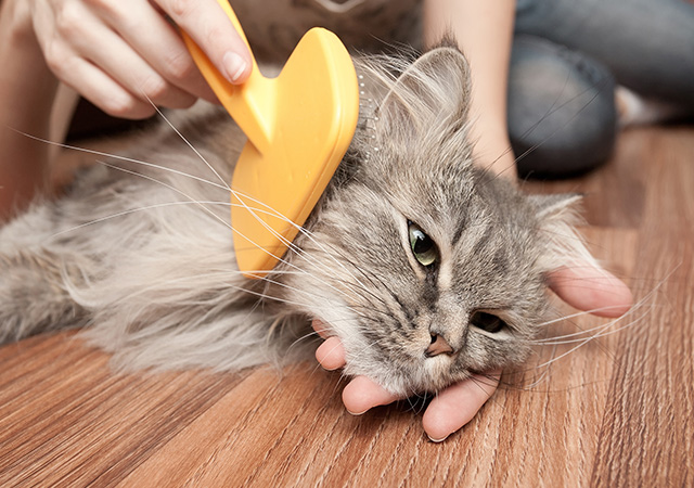How to treat Feline Leukaemia Virus (FeLV)