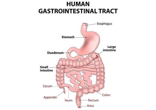 Human Gastrointestinal Tract