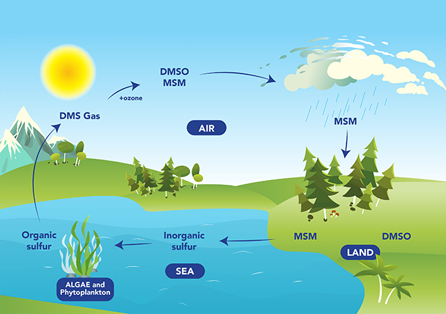 MSM – a naturally occurring organo-sulphur
