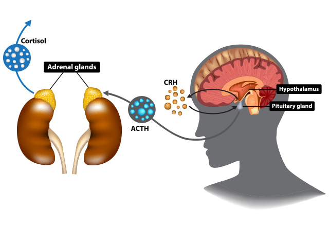 The Hypothalamus Pituitary Adrenal (HPA) Axis