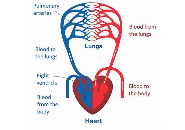Your heart