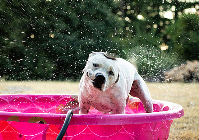 Dog in splash pool
