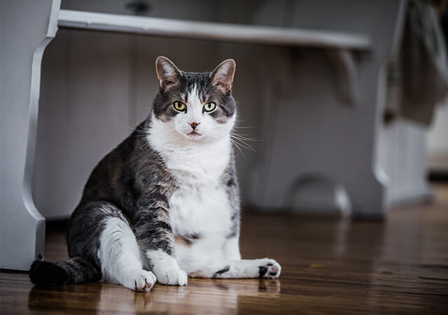 Fat Cat