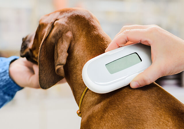Microchip and tag
