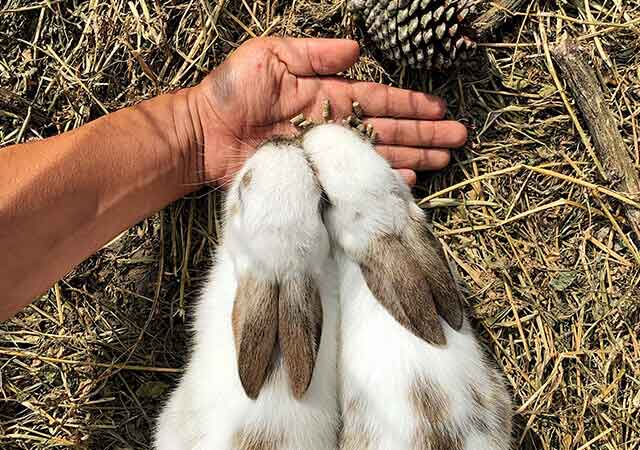 Rabbits eating pellets