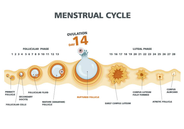 The ovarian cycle