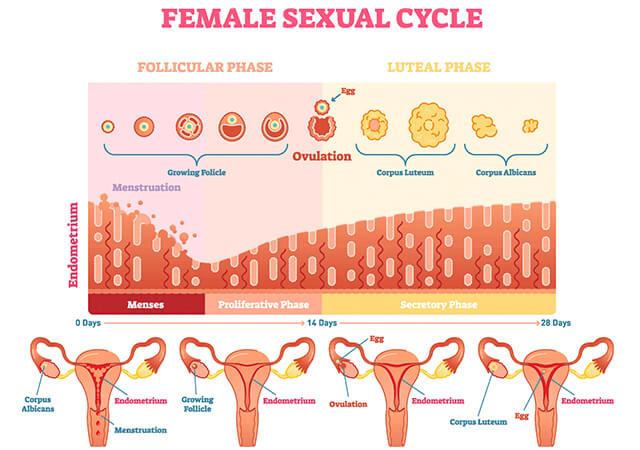 The uterine cycle