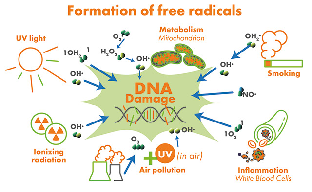Formation of free radicals