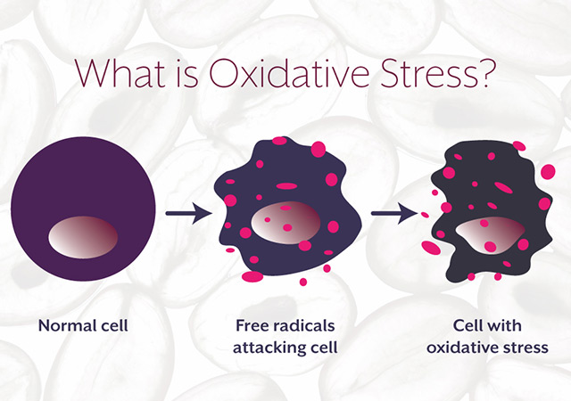 What is oxidative stress?