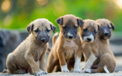 The battle against canine parvovirus
