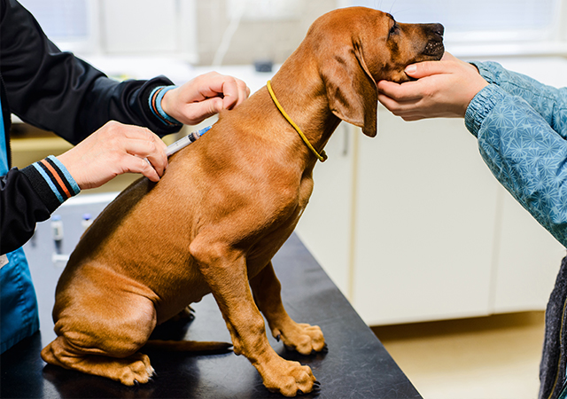 What are the treatment options for dogs with Canine Parvovirus?
