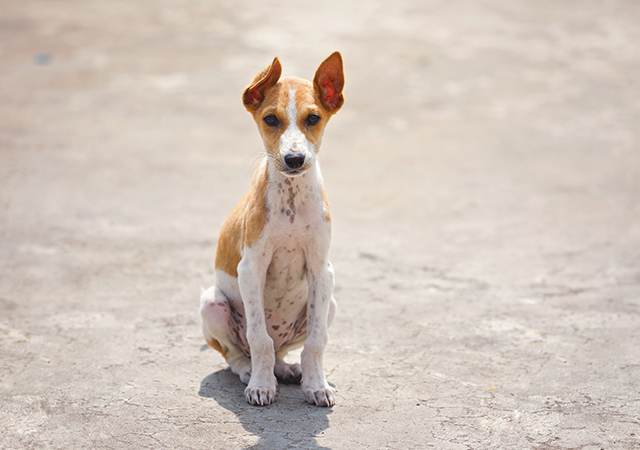 Where Can Canine Parvovirus be found?