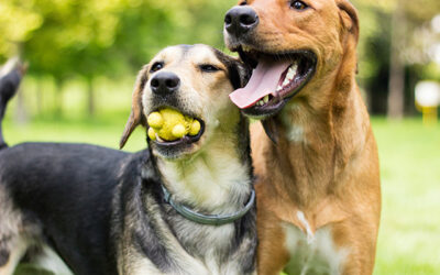 Socialising your dog: Why is it important?