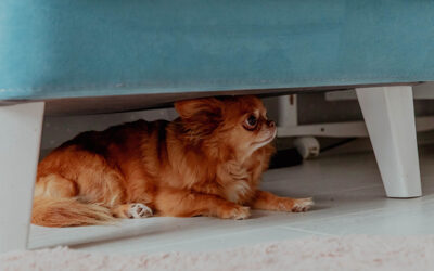 Does my dog have anxiety?