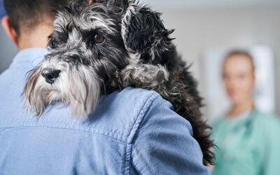 Kidney failure in cats and dogs