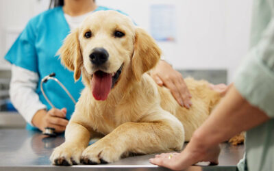 Diabetes in pets: understanding and managing the condition
