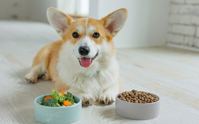 Gut health: Nurturing your pet’s inner ecosystem